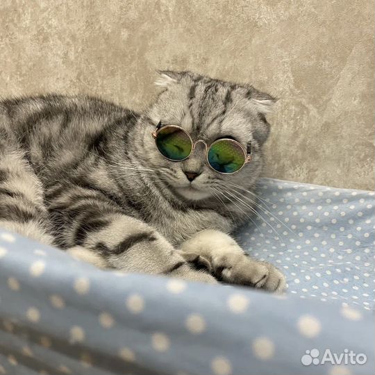 Очки для кошек и собак