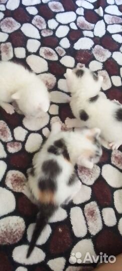 Котята
