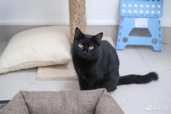 Кошечка Ночка в добрые руки