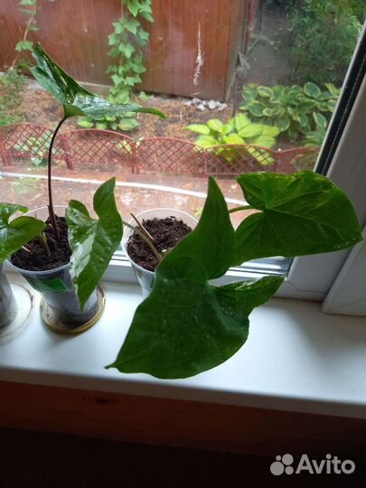 Сингониум Podophyllum varieqata