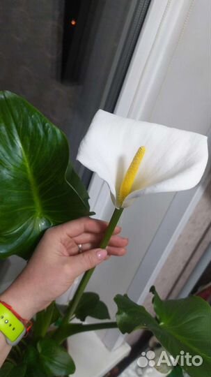 Белые каллы, детки