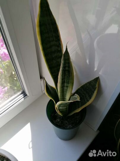 Сансевиерия