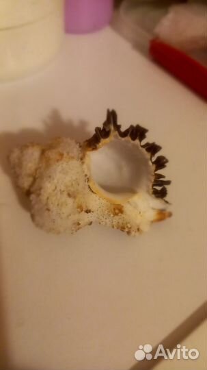 Редкая красивая ракушка Мурекса с Океана