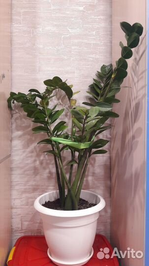 Замиакулькус