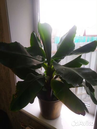 Банановое дерево