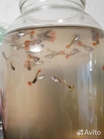 Рыбки гуппи, меченосцы, пецилии, моллинезия