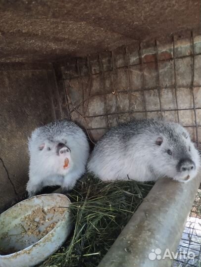 Нутрии на племя