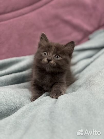 Котенок ищет дом