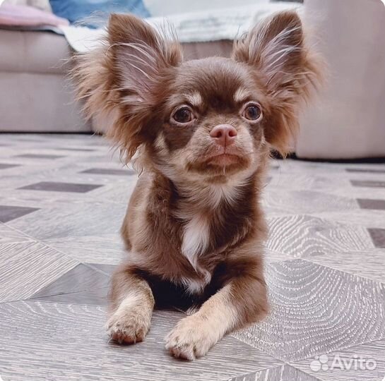 Чихуахуа мальчик