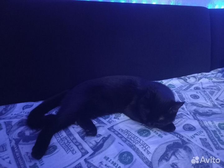 Отдам в добрые руки кошку