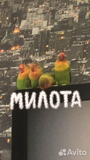 Попугай неразлучник