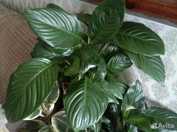 Спатифиллум