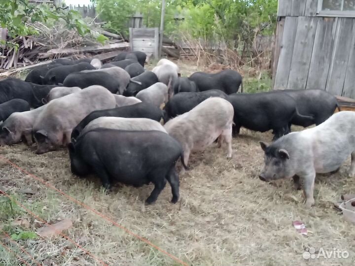 Вьетнамск вислобрюхий поросенок