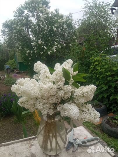 Домашние растения цветы