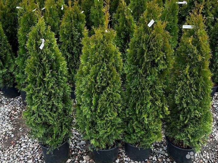 Туя смарагд в кассете оптом