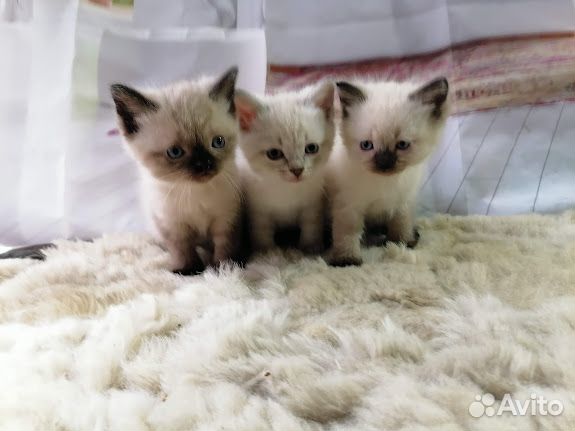 Сиамские котята