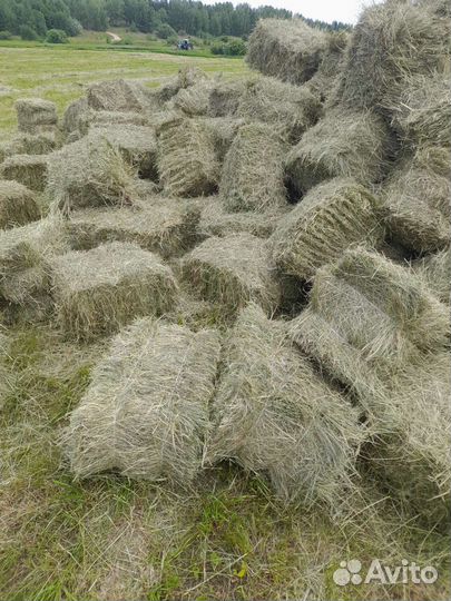 Сено отличного качества) 2023