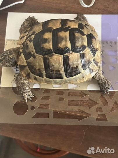 Террариум с черепахой