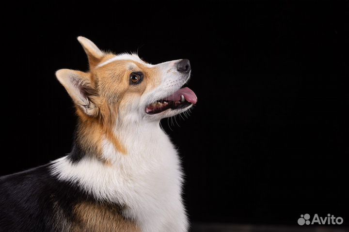 Вельш-корги пемброк щенки