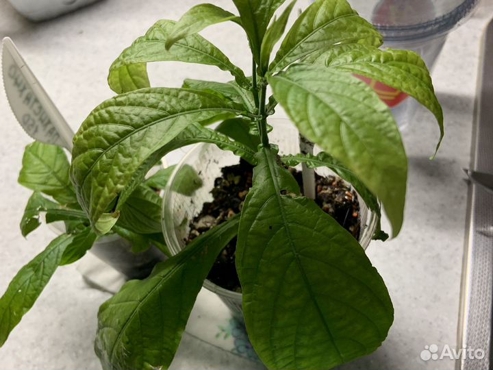 Пахистахис