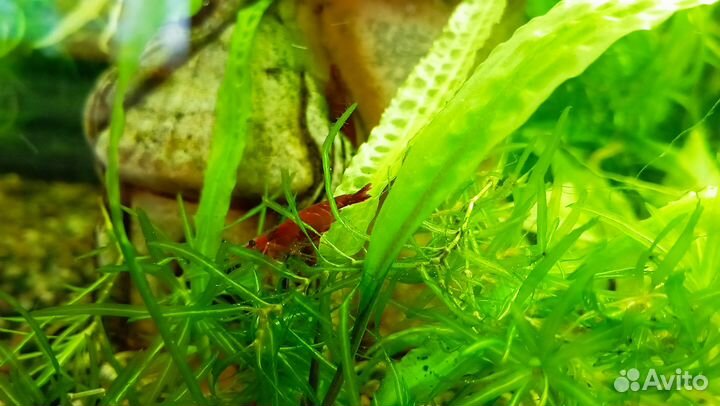 Аквариумные креветки