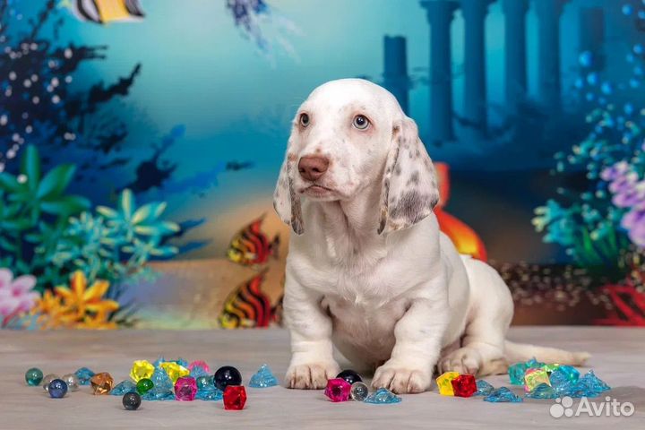 Такса окрас пайболд