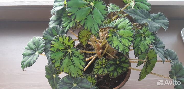 Бегония лиственная