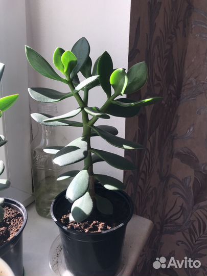 Крассула толстянка Денежное дерево