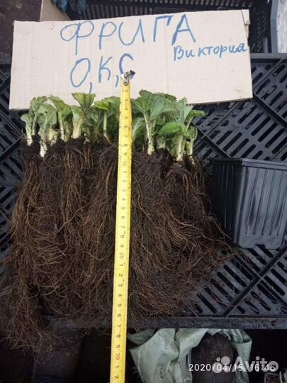 Саженцы клубники