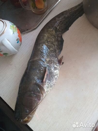 Продам рыбу.разная