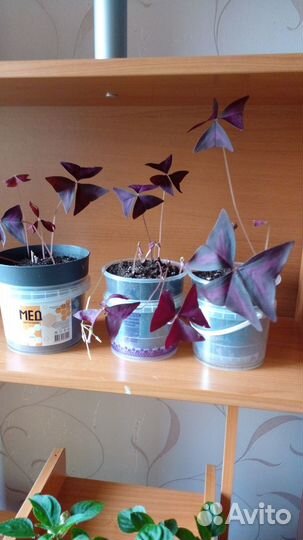 Кислица оксалис