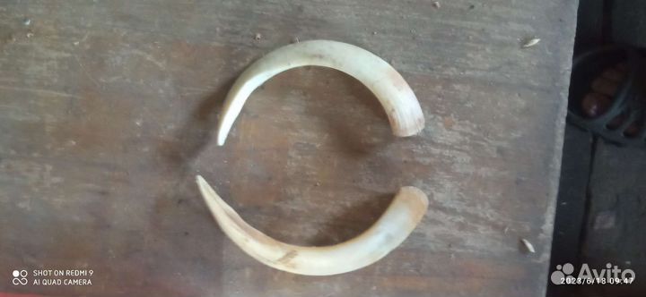 Клыки кабана