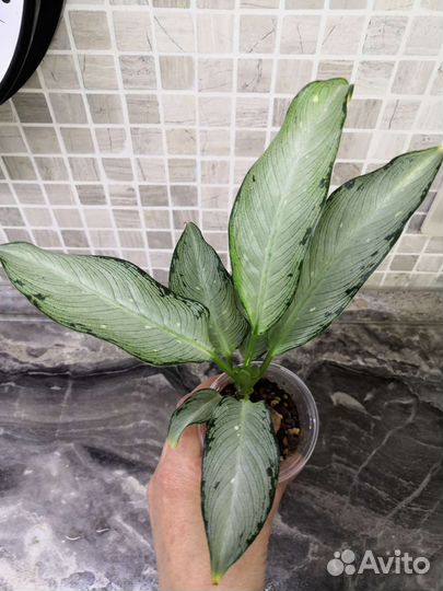 Диффенбахия