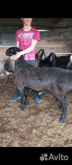 Бараны породы гесар курдючные