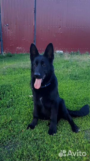 Немецкая овчарка