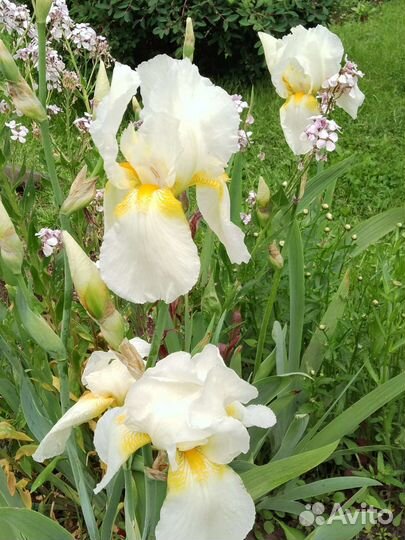 Ирисы бородатые и др многолетники
