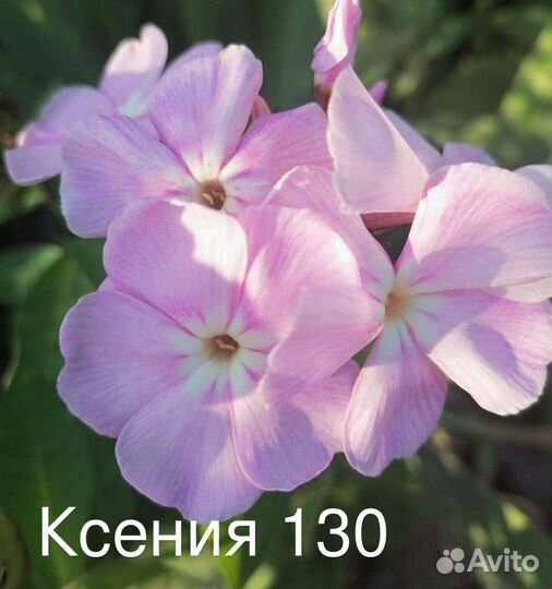 Флоксы многолетние