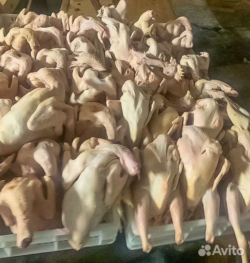 Мясо курицы