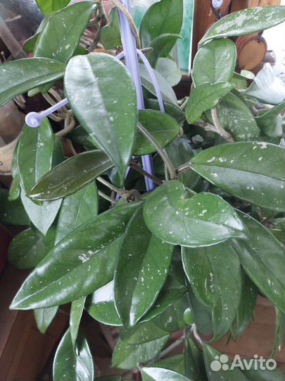 Цветы: бильбергия, хойя, алое, хатиора