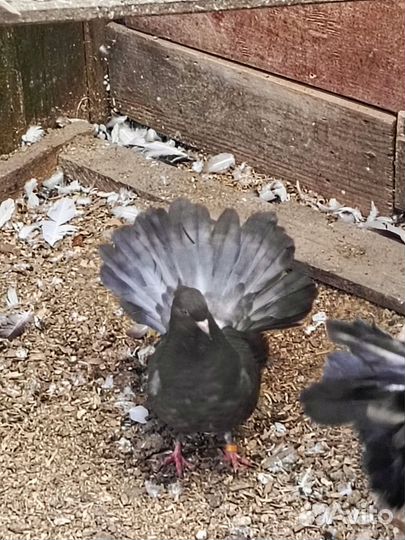 Голуби павлины