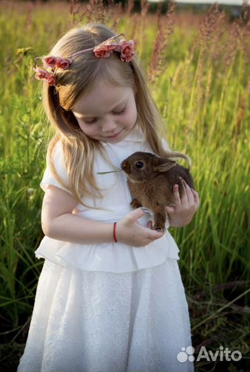 Ручные кролики мини