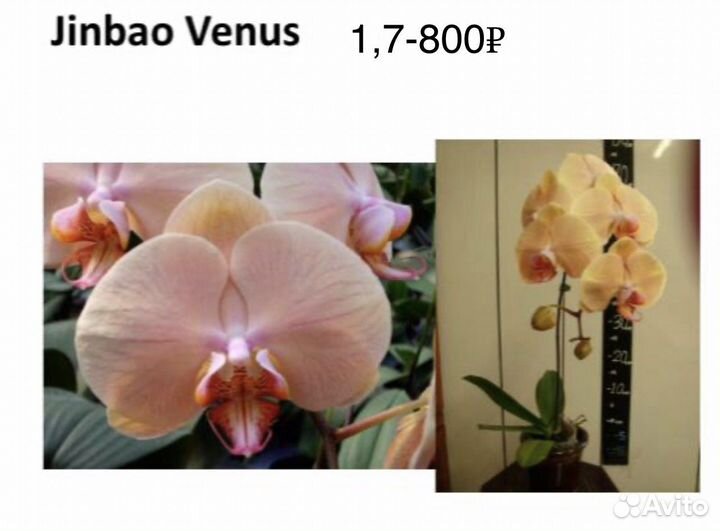 Орхидея подросток