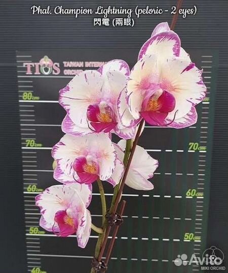 Орхидея Champion lightning бабочка