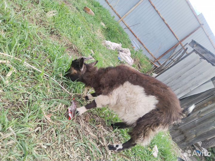 Альпийский козлик обмен