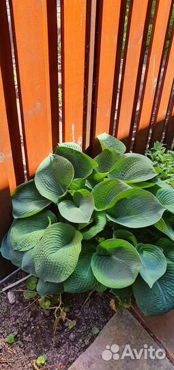 Хоста растение