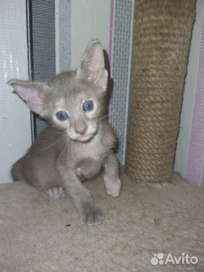 Ориентальные котята