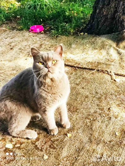 Найденные коты