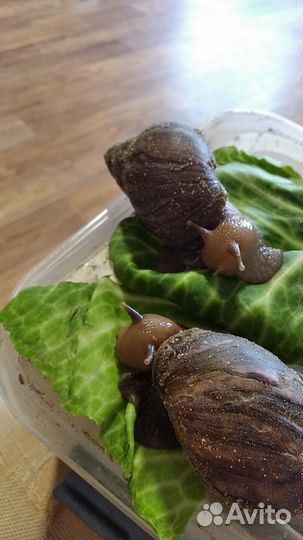 Улитки ахатины большие