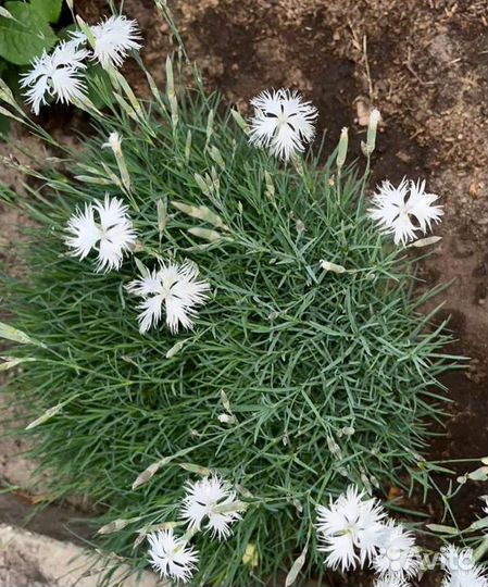 Гвоздика многолетняя