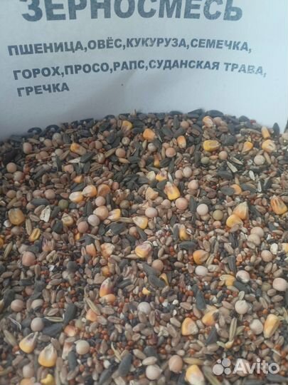 Пшеница,овес,ячмень,кукуруза, Богданович